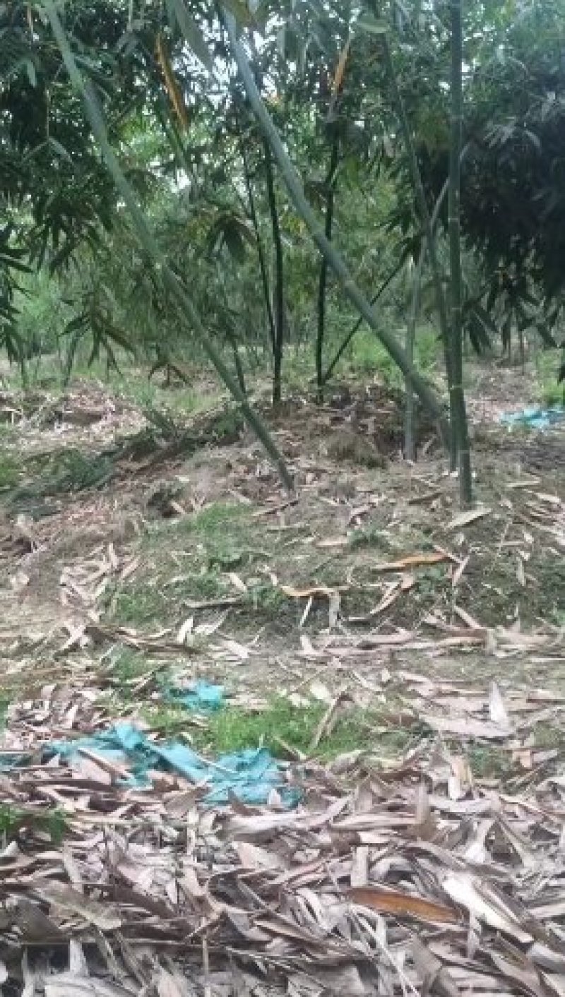 马蹄笋批发，有需要可以合作，，，，，，，，，