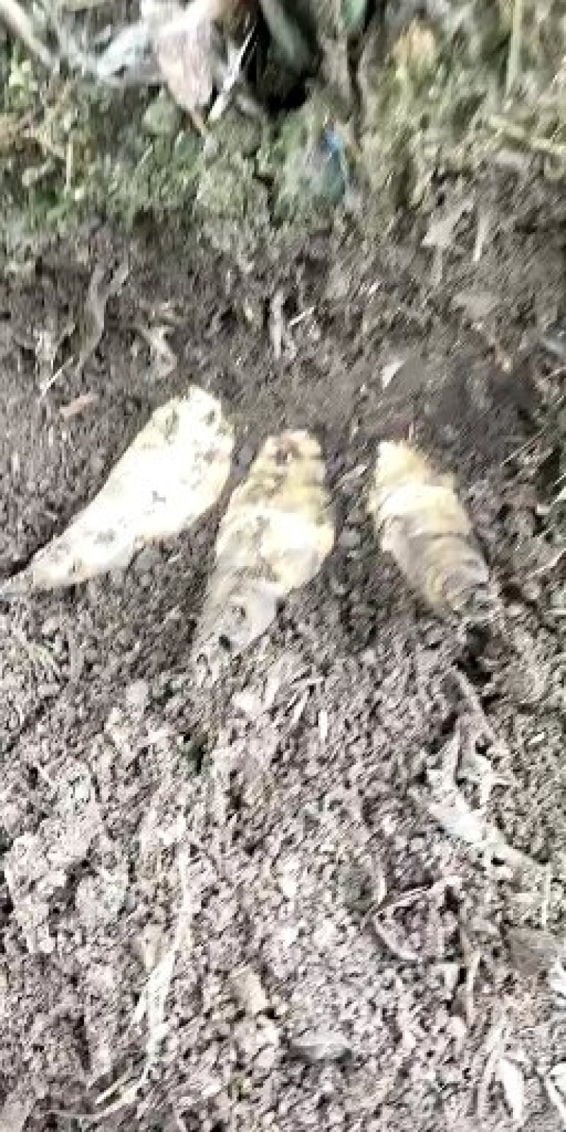 马蹄笋批发，有需要可以合作，，，，，，，，，