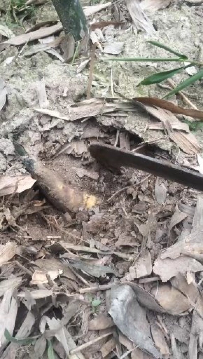 马蹄笋批发，有需要可以合作，，，，，，，，，
