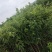板栗树，1-2年板栗树