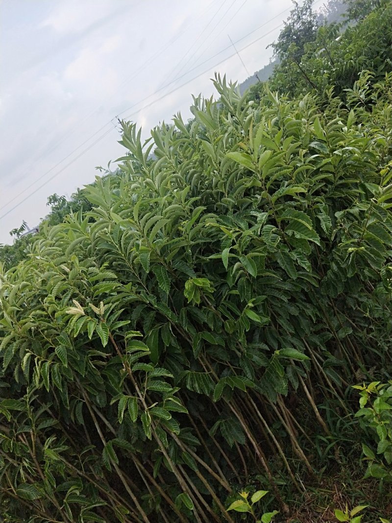 板栗树，1-2年板栗树