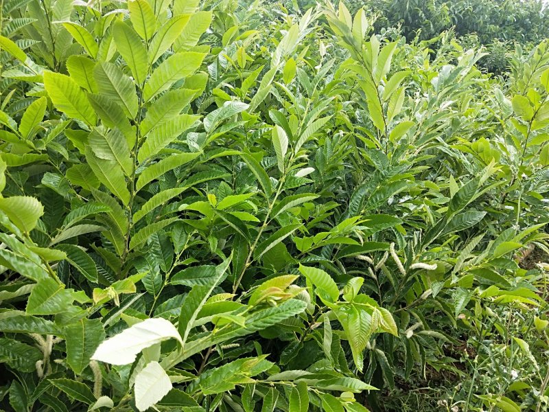 板栗树，1-2年板栗树