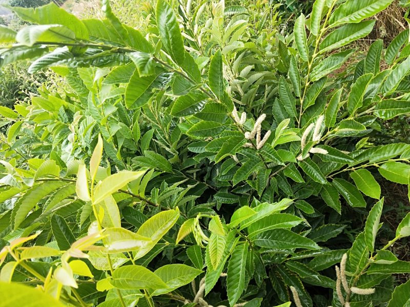 板栗树，1-2年板栗树