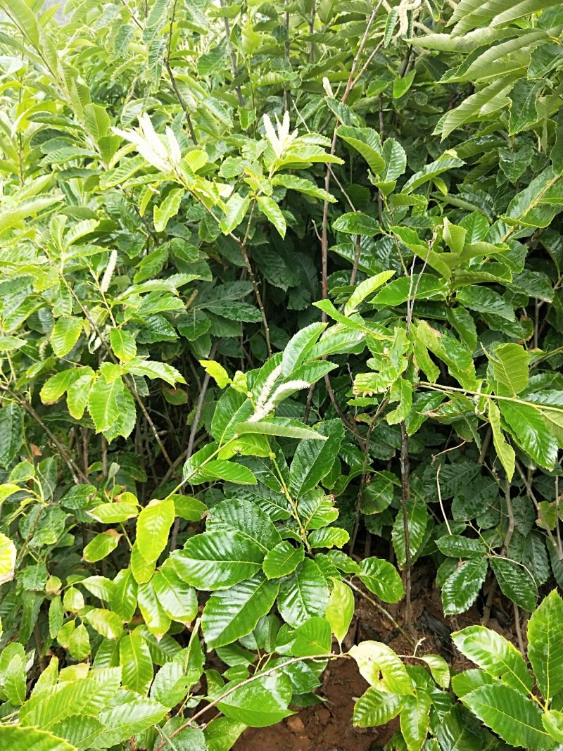板栗树，1-2年板栗树