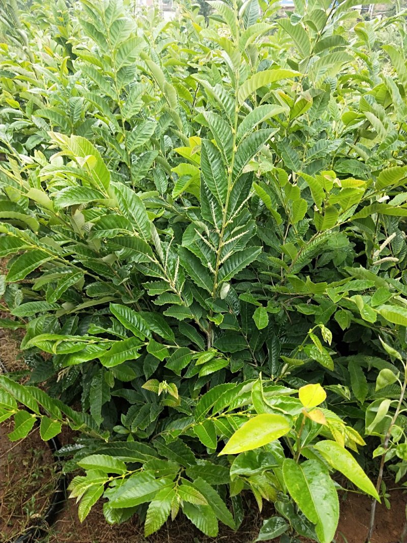 板栗树，1-2年板栗树