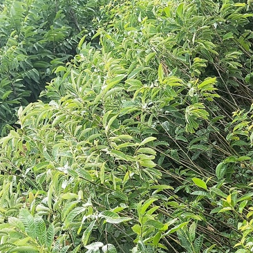 板栗树，1-2年板栗树