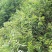 板栗树，1-2年板栗树