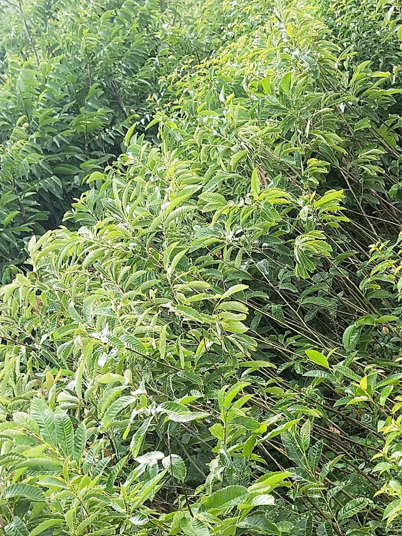 板栗树，1-2年板栗树