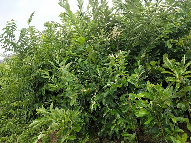 板栗树，1-2年板栗树