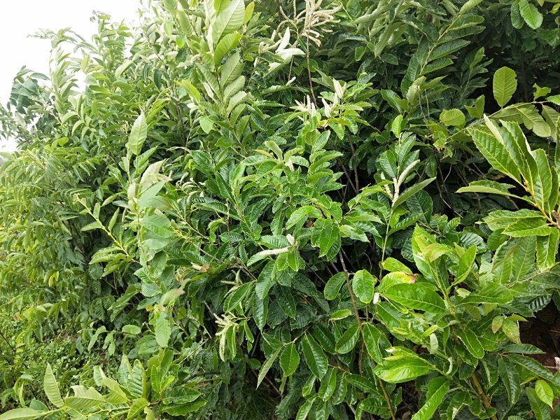 板栗树，1-2年板栗树