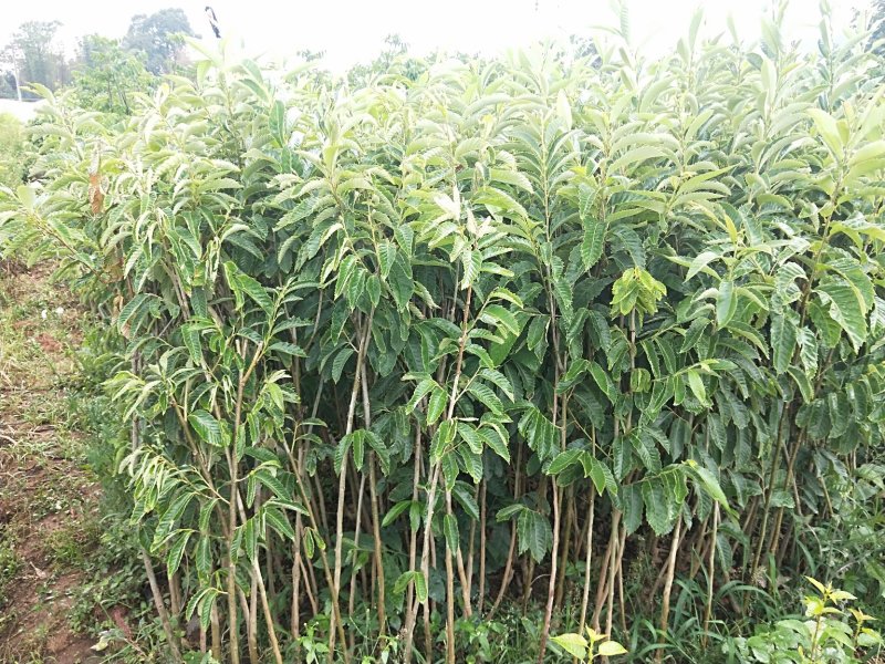 板栗树，1-2年板栗树