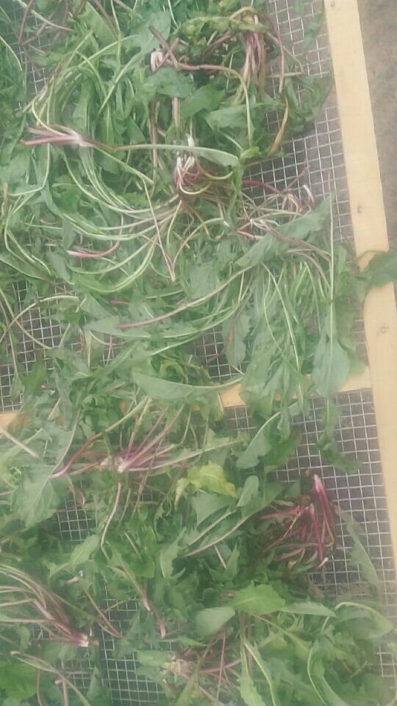 新鲜蒲公英
