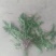 新鲜蒲公英