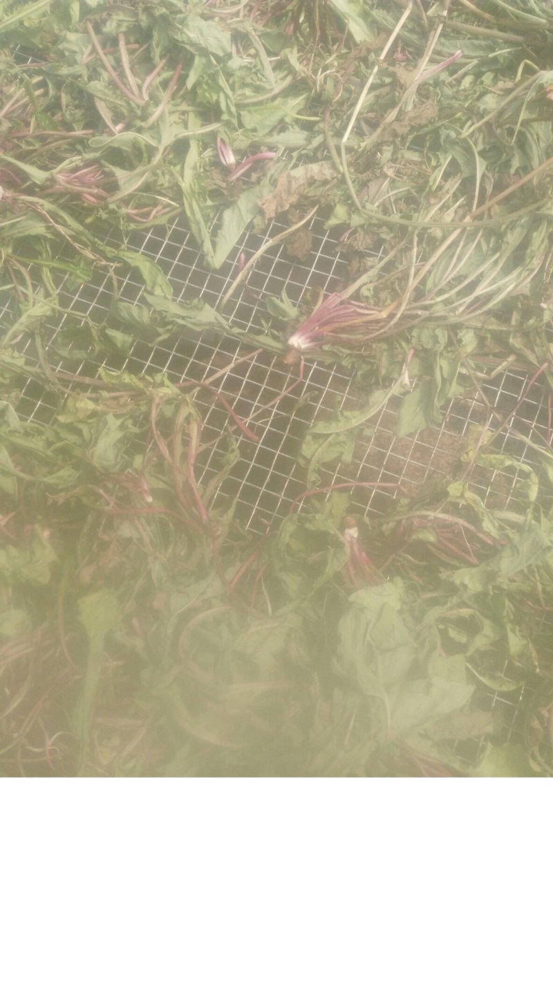 新鲜蒲公英