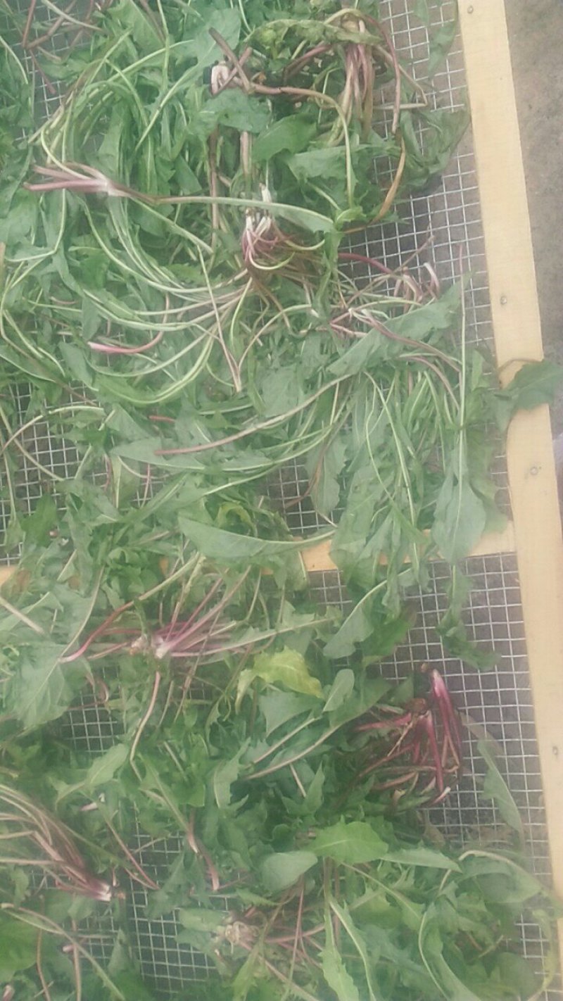 新鲜蒲公英