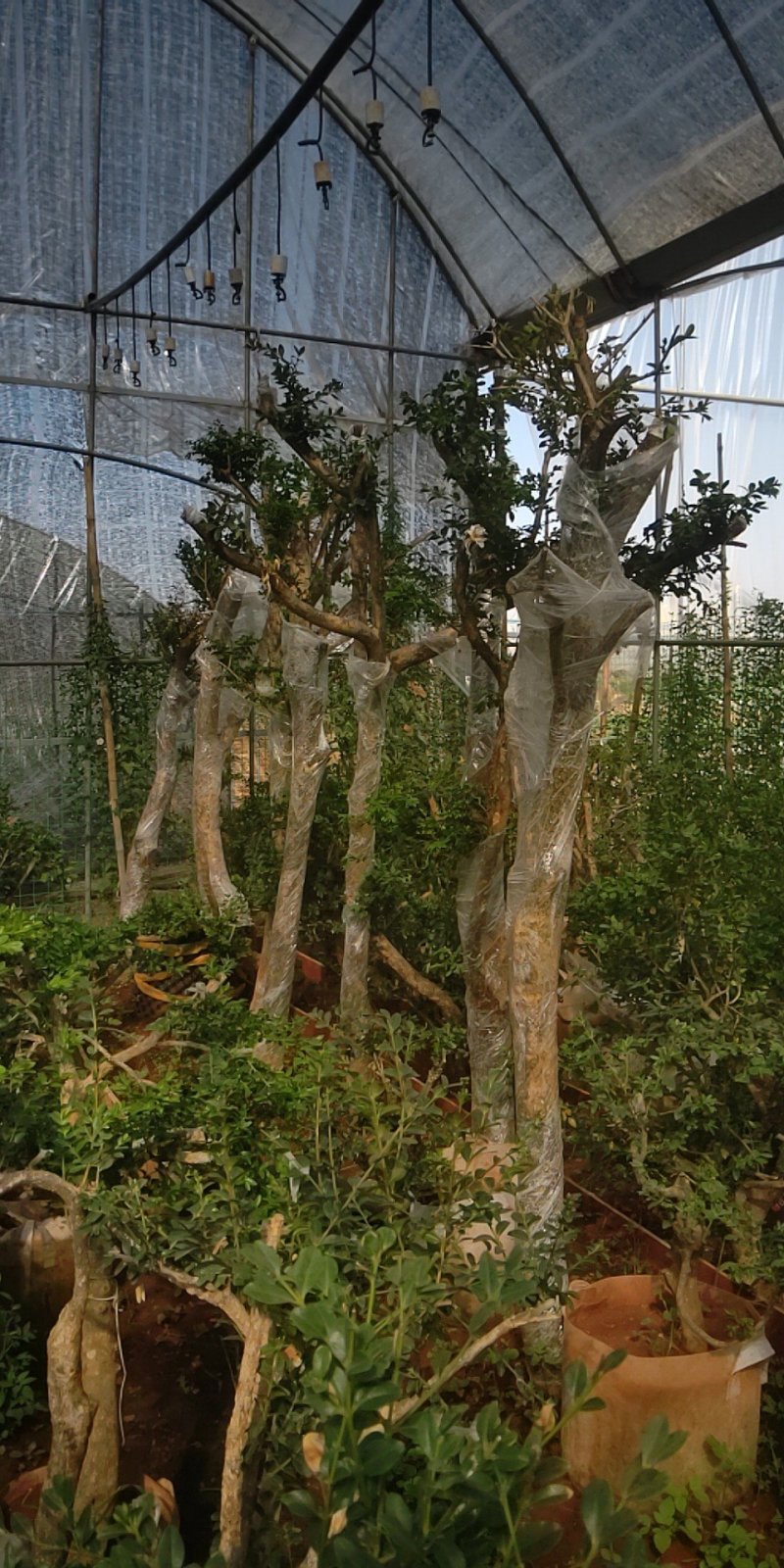 黄杨木黄杨盆景盆栽黄杨地景桩，黄杨老桩黄杨下山桩