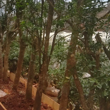 黄杨木黄杨盆景盆栽黄杨地景桩，黄杨老桩黄杨下山桩