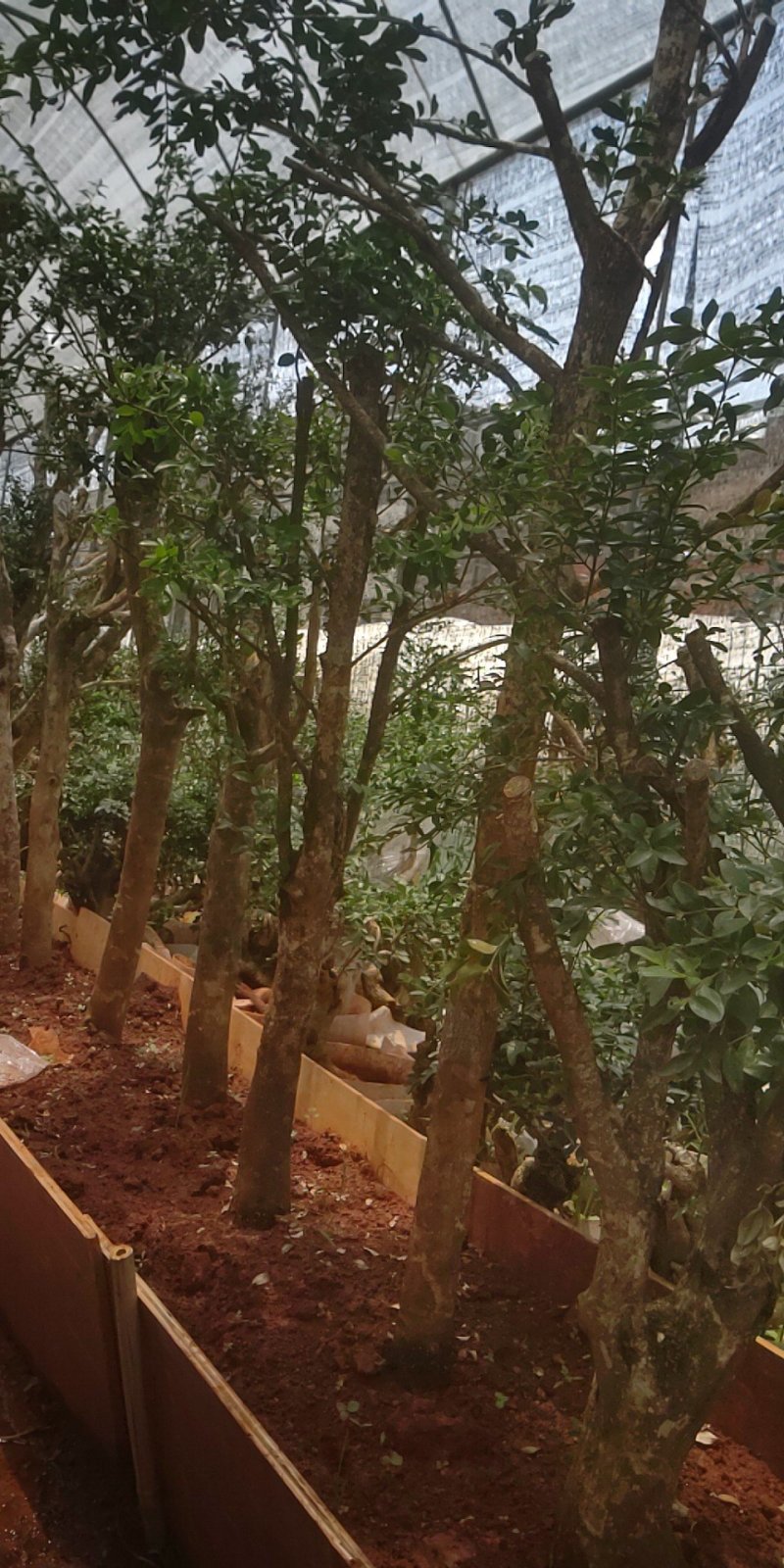 黄杨木黄杨盆景盆栽黄杨地景桩，黄杨老桩黄杨下山桩