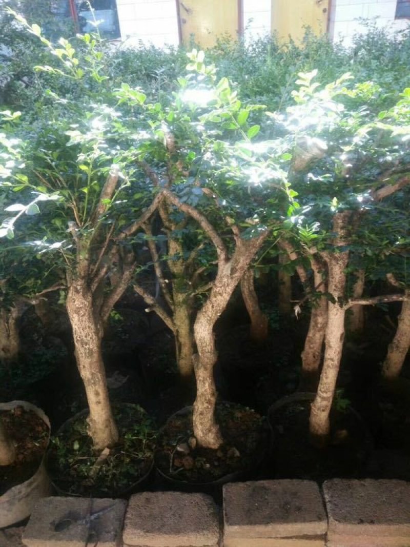 黄杨盆景，黄杨木，黄杨盆栽，地栽，老桩，熟桩，下山桩