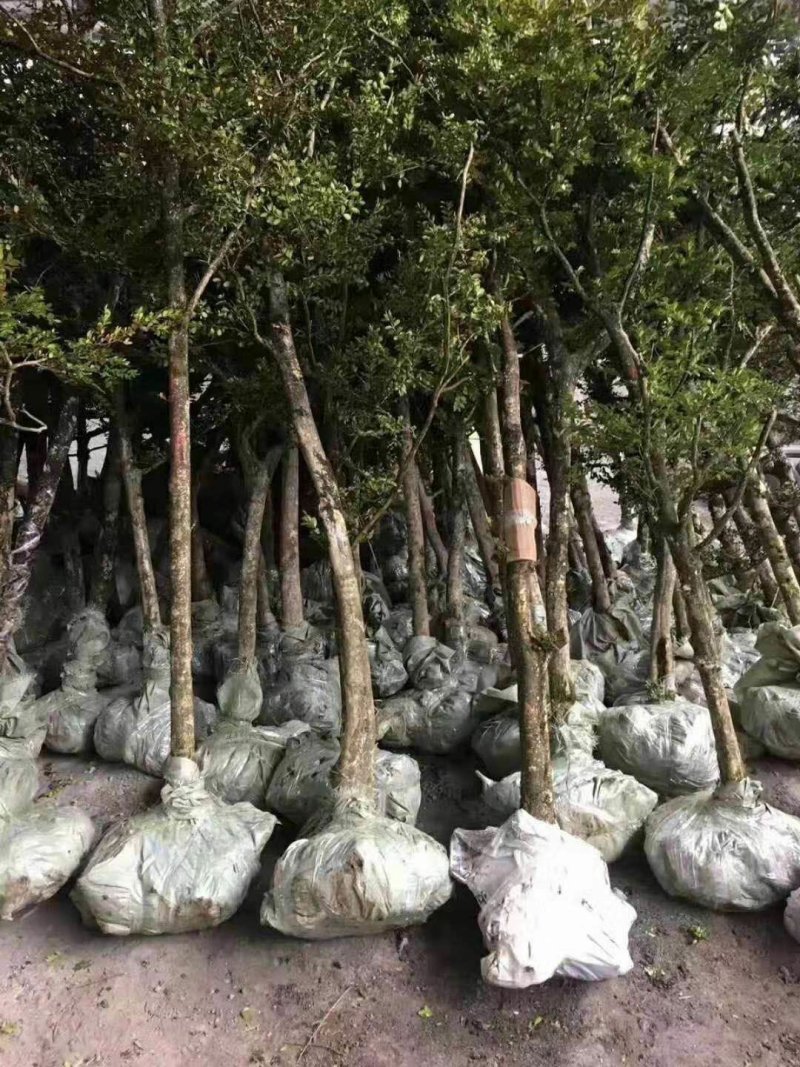 黄杨盆景，黄杨木，黄杨盆栽，地栽，老桩，熟桩，下山桩