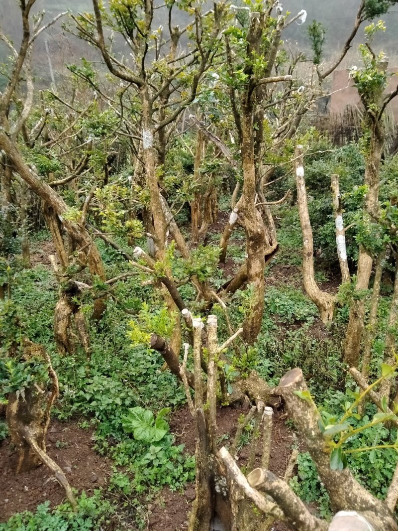黄杨盆景，黄杨木，黄杨盆栽，地栽，老桩，熟桩，下山桩