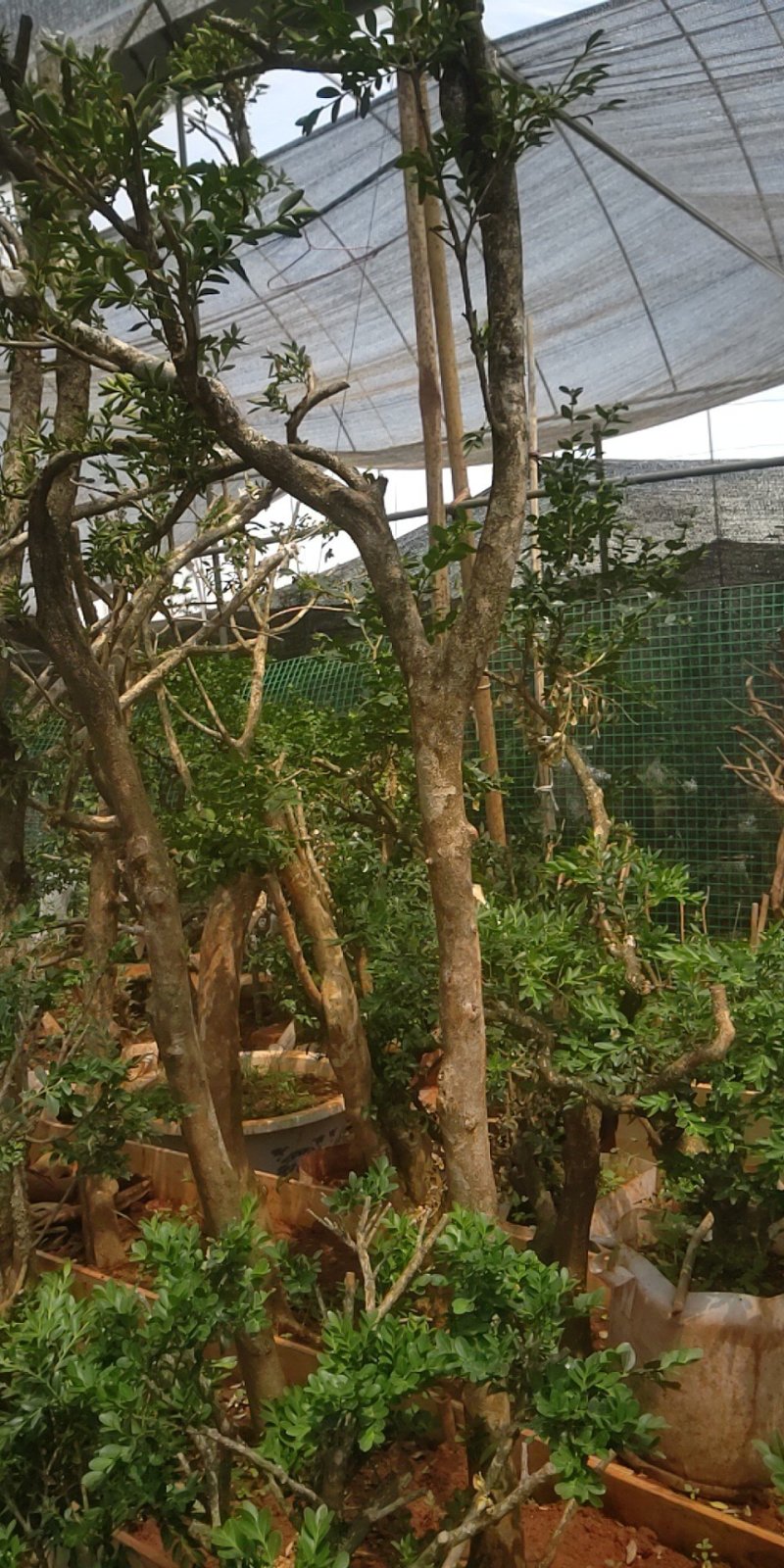 黄杨木，黄杨盆景盆栽，地桩，老桩