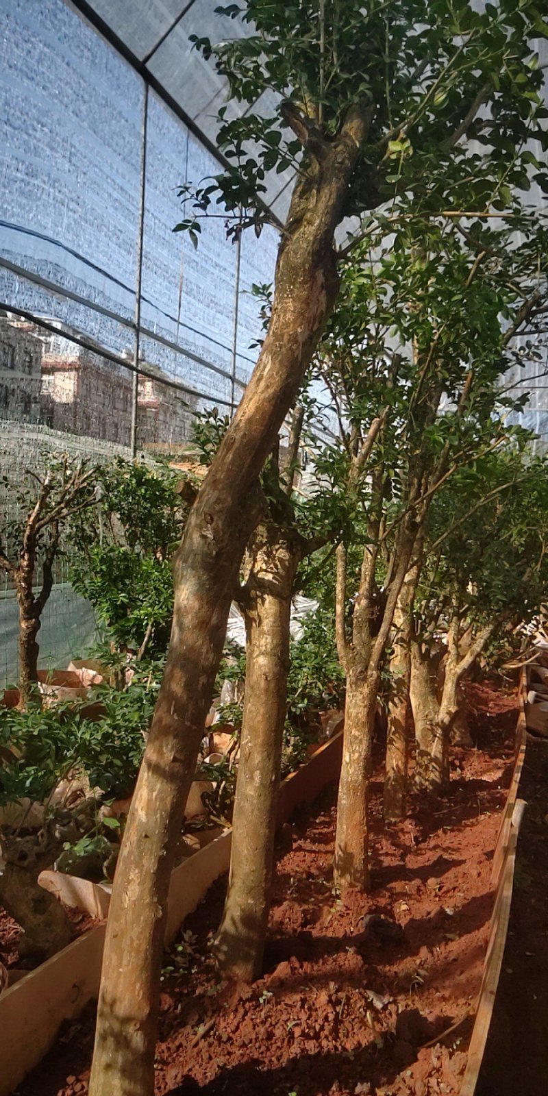 黄杨木，黄杨盆景盆栽，地桩，老桩