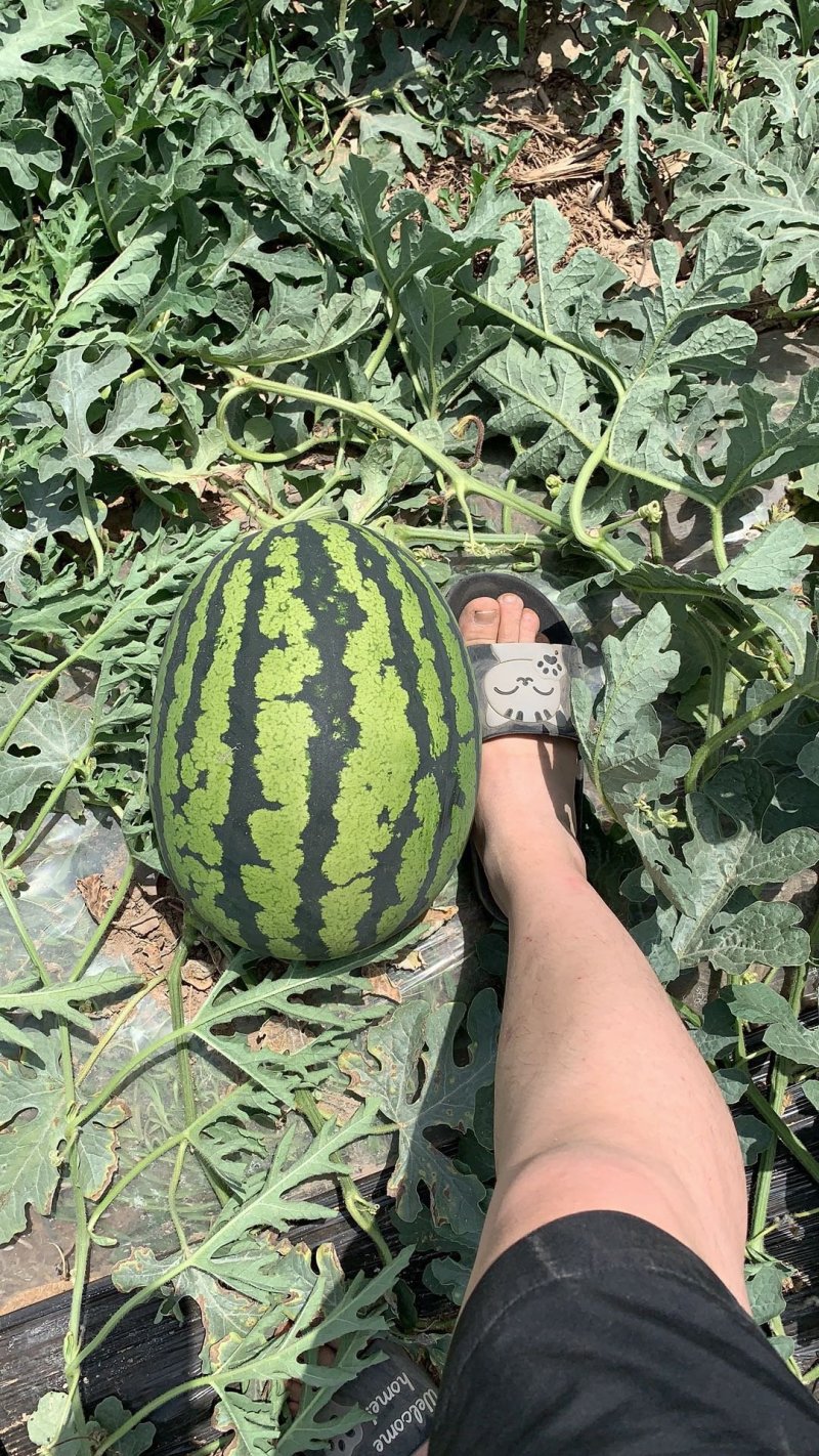 陕西甜王西瓜包熟包甜品质保证上车欢迎