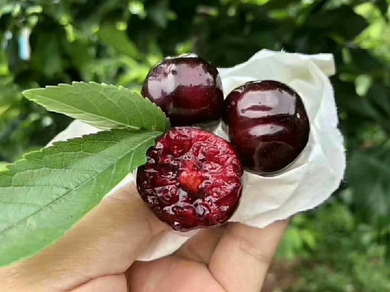 樱桃