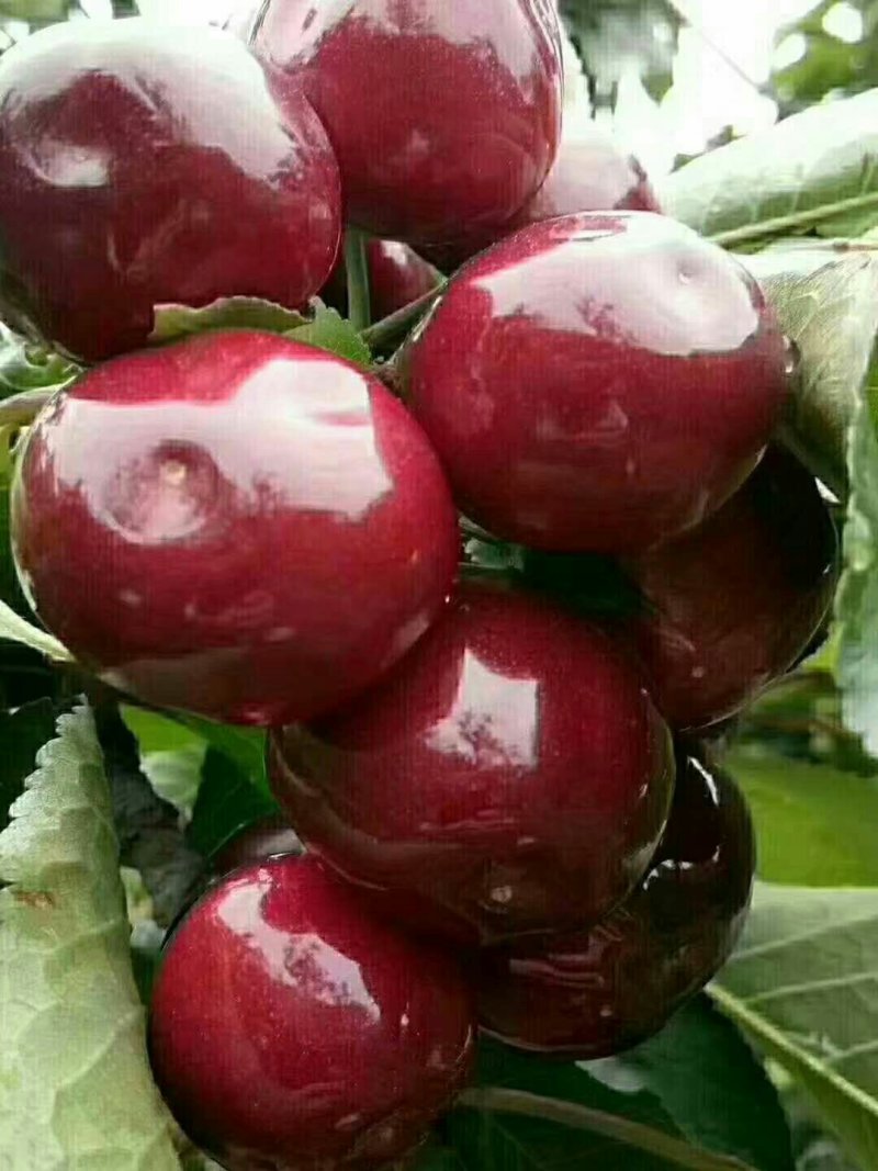 樱桃
