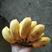 广西南宁香蕉小米蕉小果9斤包邮一件代发