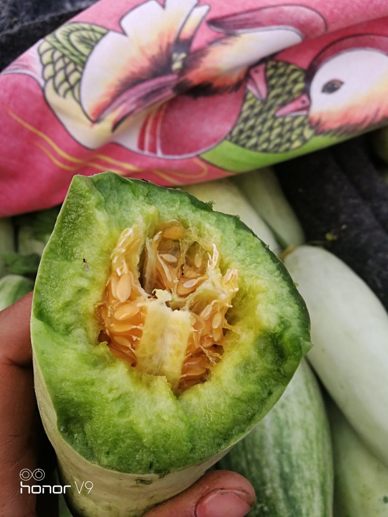 羊角脆甜瓜0.5斤以上