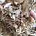 当归全归片统货批发中药材批发1000g关书药业