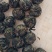 古树茶