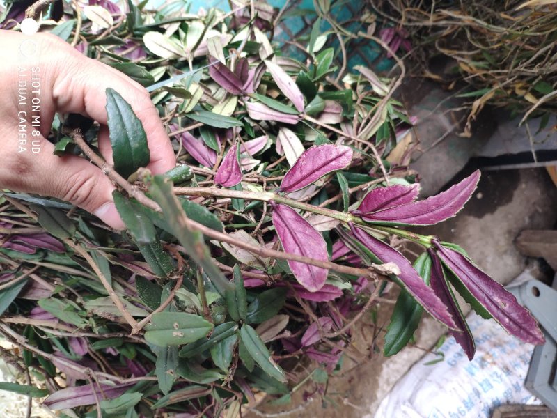 石吊兰山泽兰
