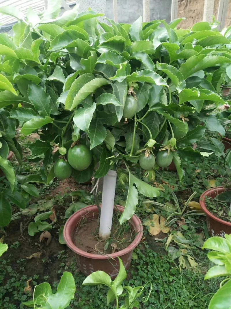 百香果盆栽