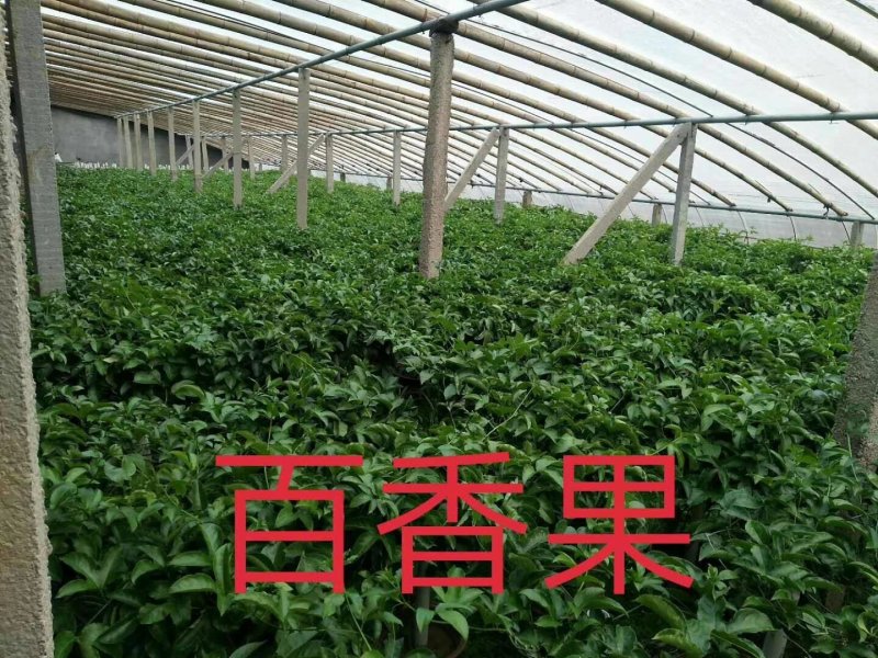 百香果盆栽