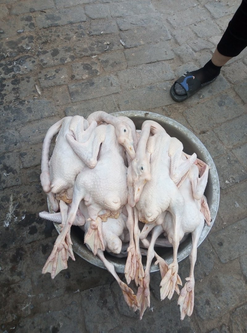 正宗农家散养老鹅，，现杀现卖，一手货源，常年供应。