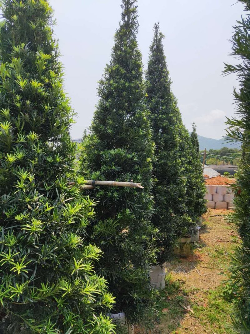罗汉松