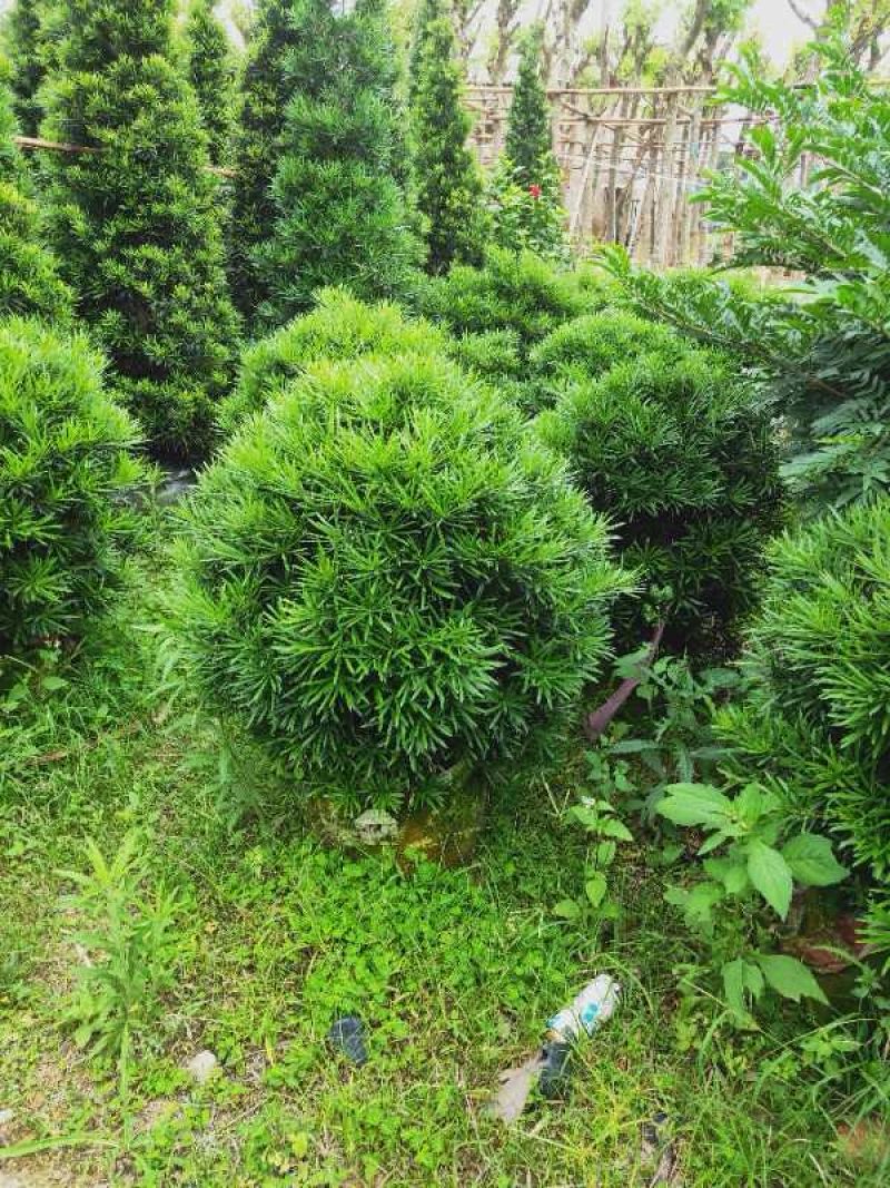 罗汉松