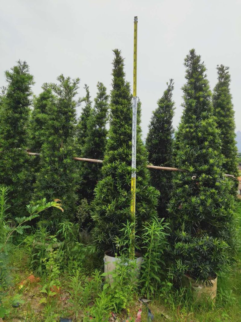 罗汉松