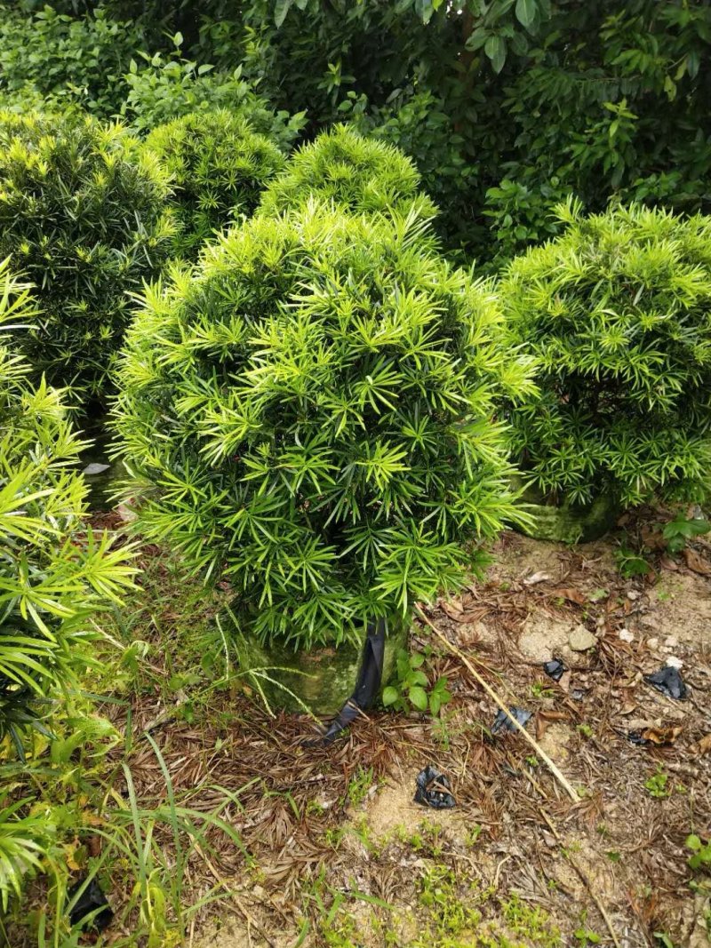 罗汉松