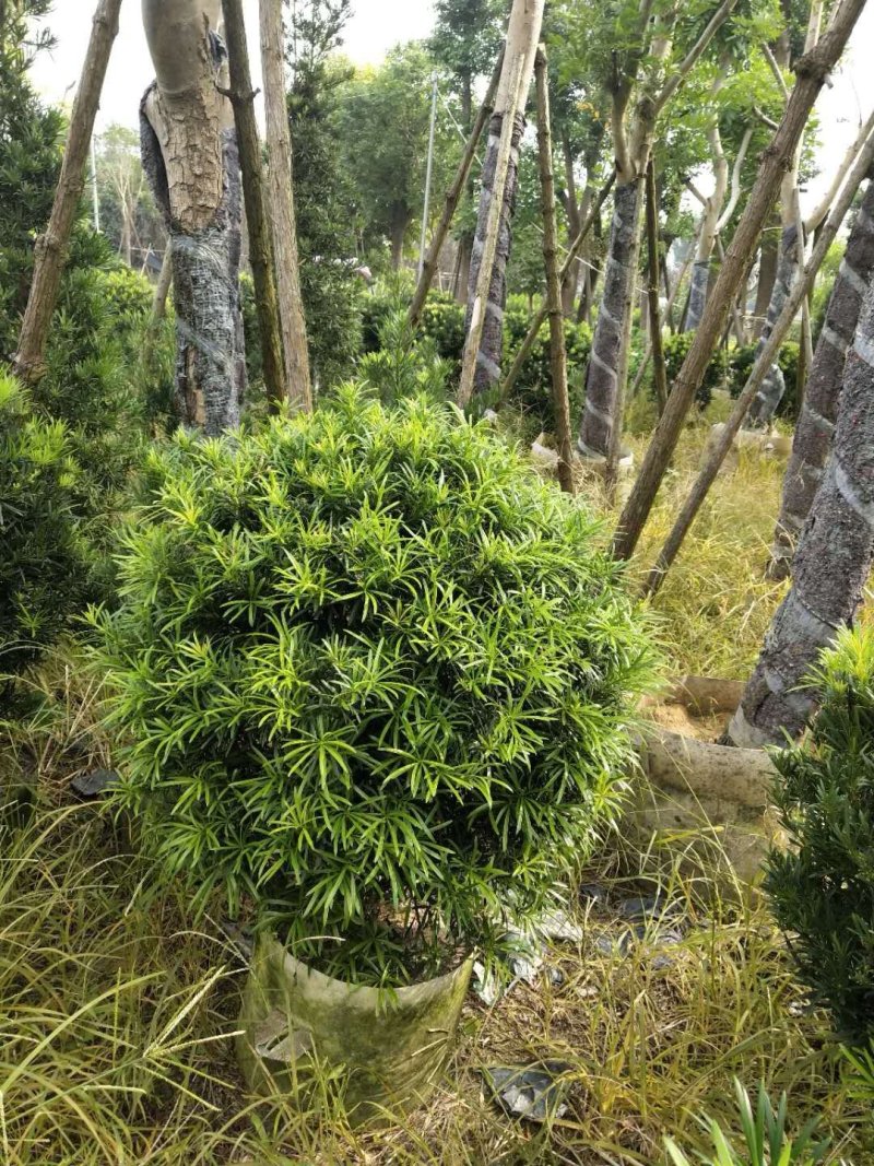 罗汉松