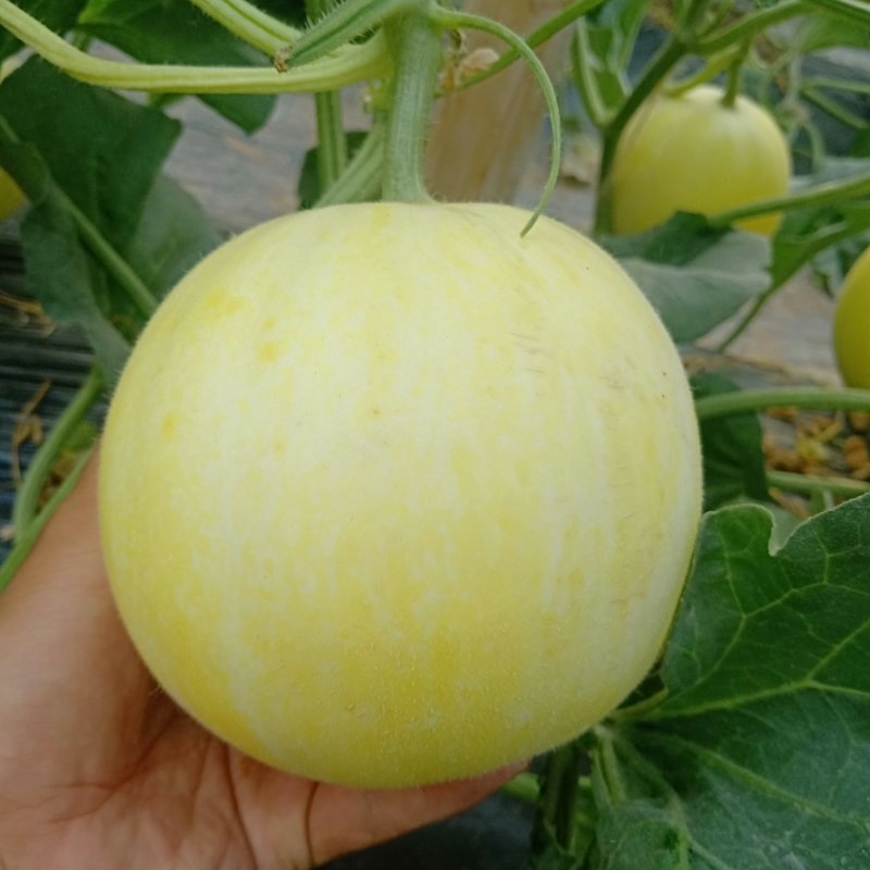 玉金香甜瓜