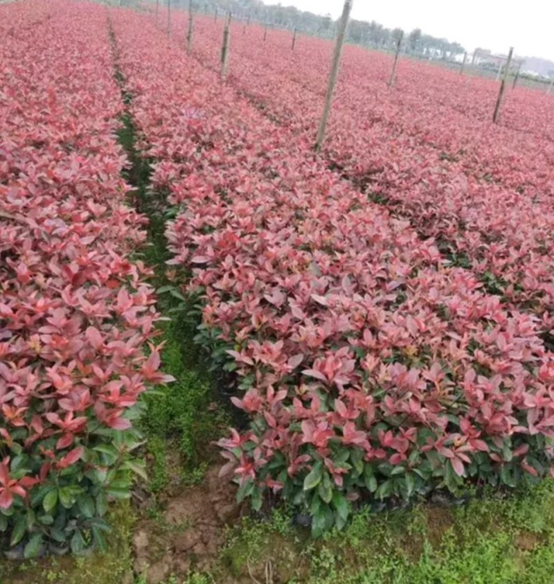 各种规格桂花，大量桂花小苗，大量红叶石兰扦插苗