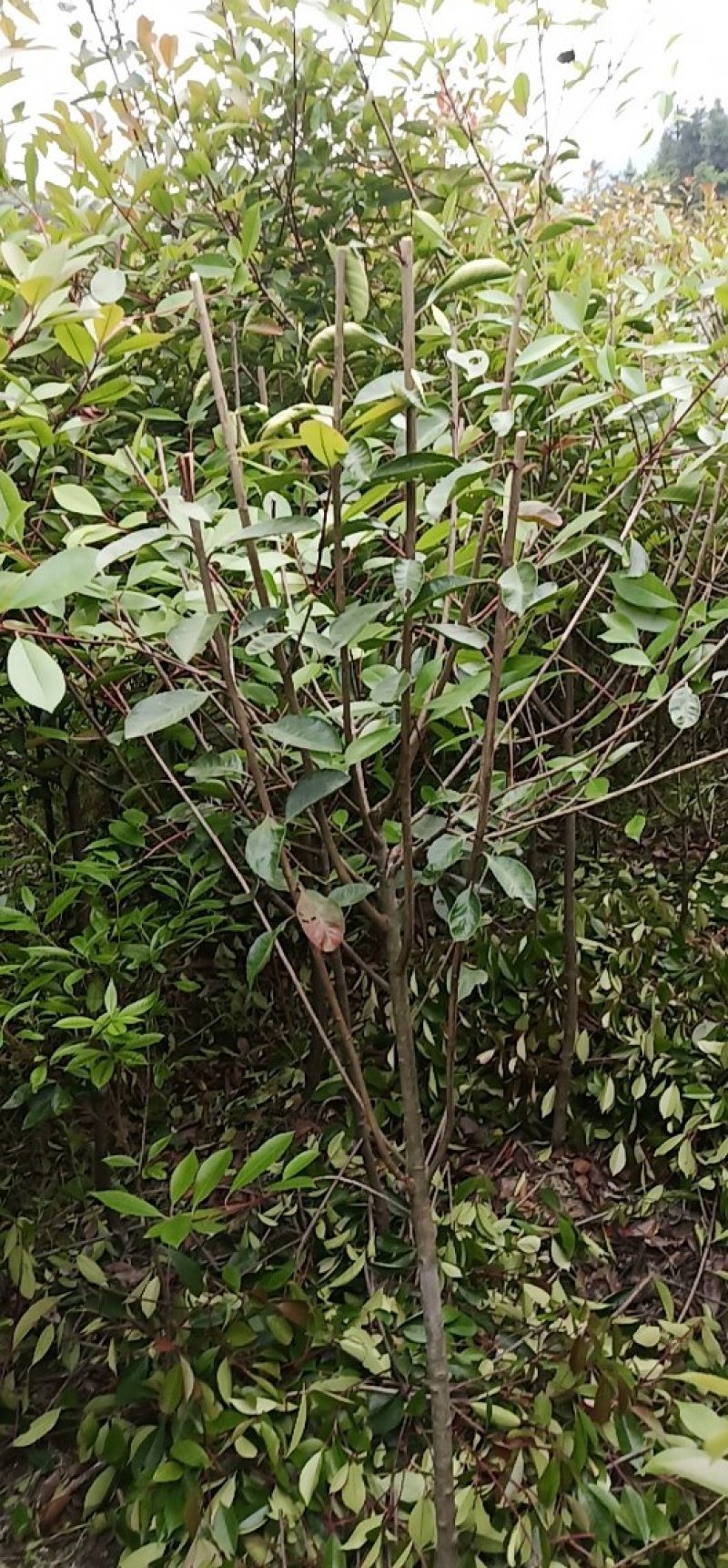 各种规格桂花，大量桂花小苗，大量红叶石兰扦插苗