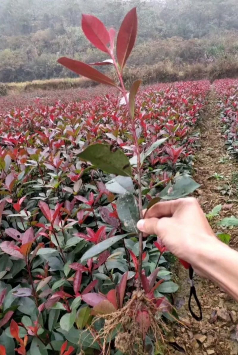 各种规格桂花，大量桂花小苗，大量红叶石兰扦插苗
