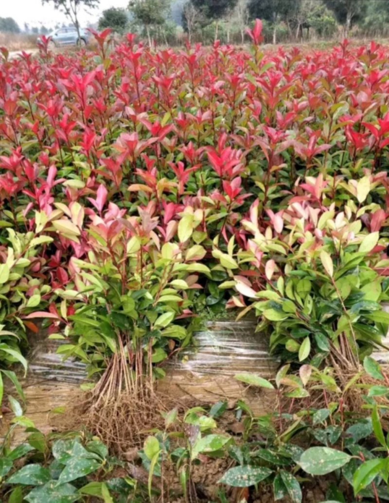 各种规格桂花，大量桂花小苗，大量红叶石兰扦插苗