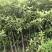 湖北咸宁桂花树，桂花苗，一手货源，农户直销，价格实惠