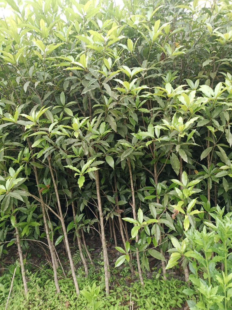 湖北咸宁桂花树，桂花苗，一手货源，农户直销，价格实惠